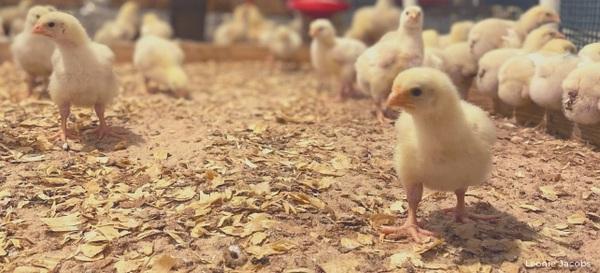 Poultry welfare in the hatchery - Image 1