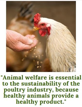 Sustainability and animal welfare - Image 4