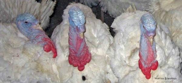 Heat stress in poultry - Image 1