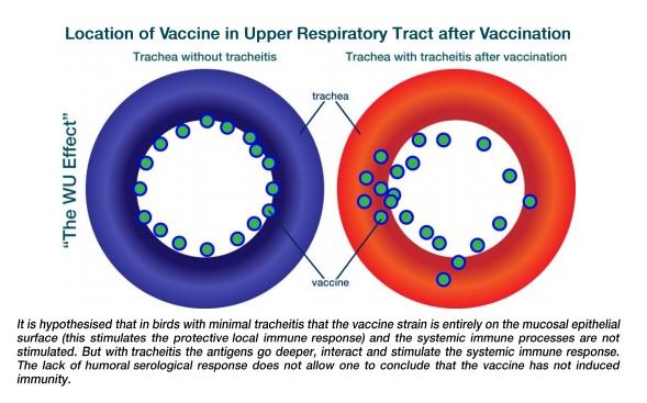 Serology after ts-11 and MSH mycoplasma vaccination - Image 1
