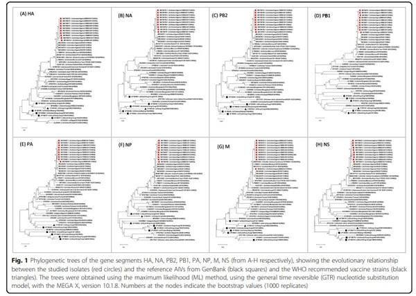 Full-length genome sequences of the first H9N2 avian influenza viruses isolated in the Northeast of Algeria - Image 2