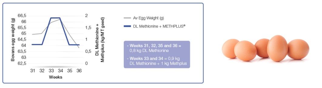 Adjuvant of Methionine in laying hens - Image 1