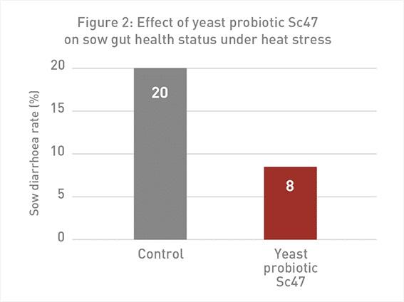 The power of yeast probiotics to combat heat stress in pigs - Image 4