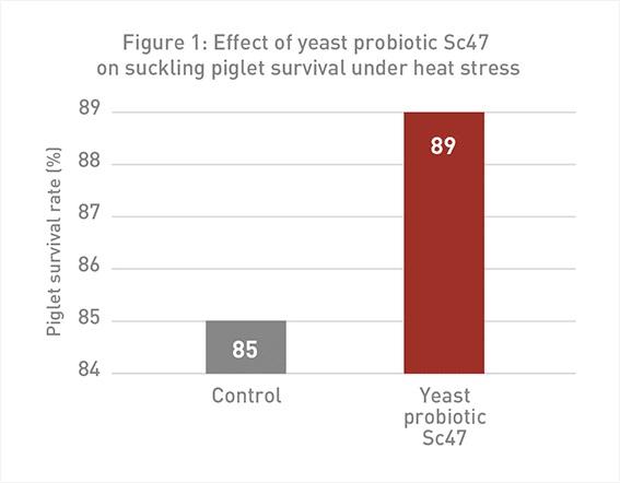 The power of yeast probiotics to combat heat stress in pigs - Image 3