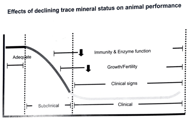 Trace minerals are vital for cattle performance - Image 1