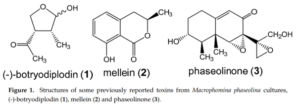 First Report of the Production of Mycotoxins and Other Secondary Metabolites by Macrophomina phaseolina (Tassi) Goid. Isolates from Soybeans (Glycine max L.) Symptomatic with Charcoal Rot Disease - Image 1