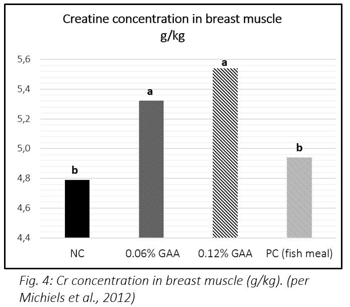 Improving poultry health – does creatine offer new possibilities? - Image 5
