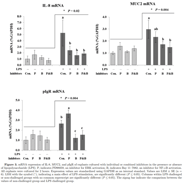Effect of threonine on secretory immune system using a chicken intestinal ex vivo model with lipopolysaccharide challenge - Image 4