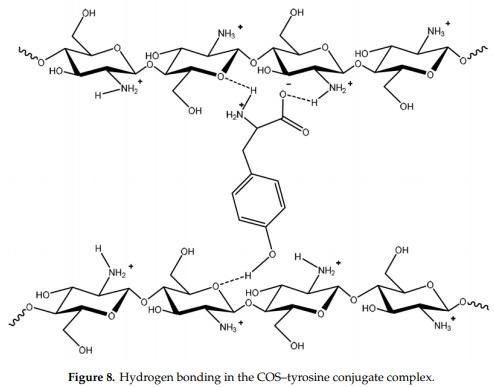 Antifungal Activity of Chitosan Oligomers–Amino Acid Conjugate Complexes against Fusarium culmorum in Spelt (Triticum spelta L.) - Image 10