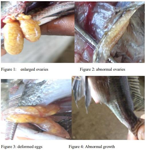 Masculinization and Effect of Nile Tilapia Oreochromisniloticus Fed with Pawpaw Seed Based Diet and Steroid Hormone - Image 4