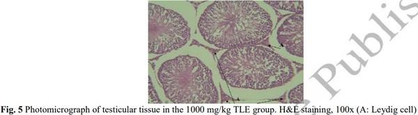 Evaluation of Sperm Parameters, Reproductive Hormones, Histological Criteria, and Testicular Spermatogenesis Using Turnip Leaf (Brassica Rapa) Hydroalcoholic Extract in Male Rats: An Experimental Study - Image 8