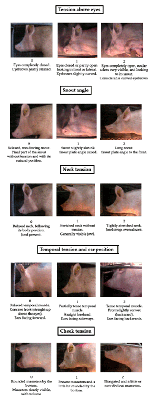 Figure 1. Sow grimace scale, with descriptions for each of the five facial action units (FAUs) employed: Tension above eyes, Snout angle, Neck tension, Temporal tension and ear position, and Cheek tension. FAUs are scored based on a three-grade scale: (score 0 = painless; score 1 = moderate pain and score 2 = severe pain)