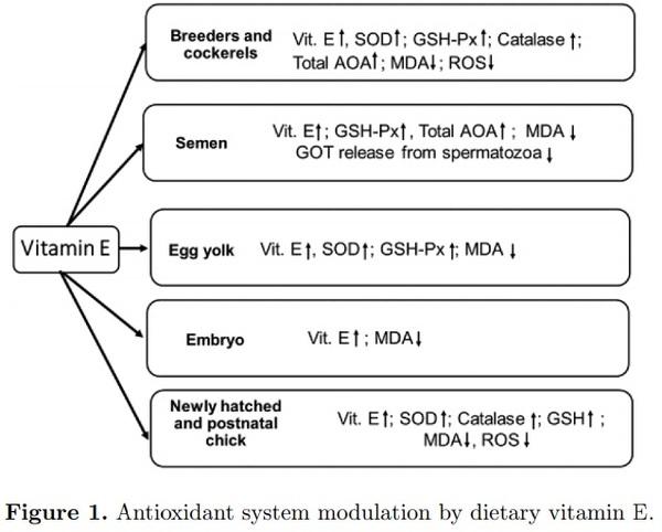 Nutritional modulation of the antioxidant capacities in poultry: the case of vitamin E - Image 2