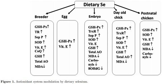 Nutritional modulation of the antioxidant capacities in poultry: the case of selenium - Image 1