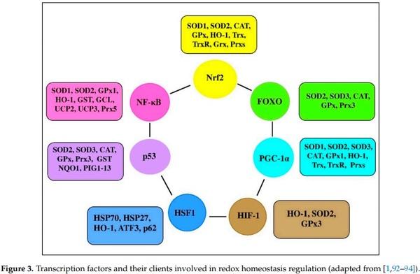 Redox Homeostasis in Poultry: Regulatory Roles of NF-kB - Image 3