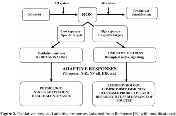 Antioxidant Defence Systems and Oxidative Stress in Poultry Biology: An Update - Image 3