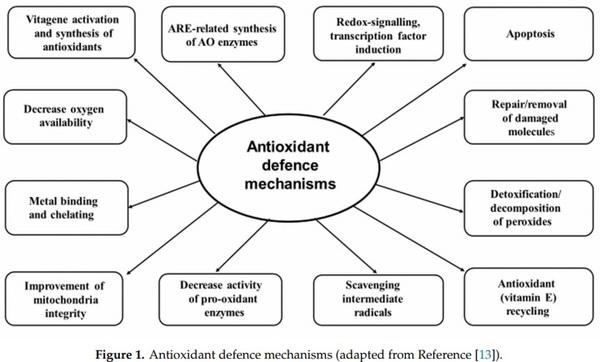 Antioxidant Defence Systems and Oxidative Stress in Poultry Biology: An Update - Image 2