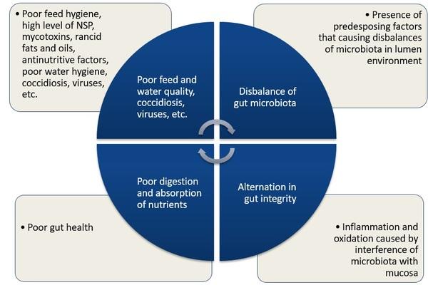 Nutritional strategies for poultry gut health in antibiotic-free production - Image 1