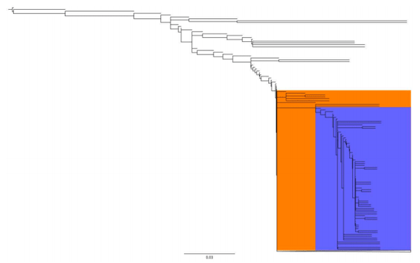 Figure 4. Root of the dendrogram of pESI plasmids based on the presence and absence of genes detected in two or more isolates. Orange cluster only contained plasmids from Peru and one from Ecuador. Purple cluster is a sub-cluster of the orange cluster containing isolates with a specific group of genes. Scale represents Jaccard distance.