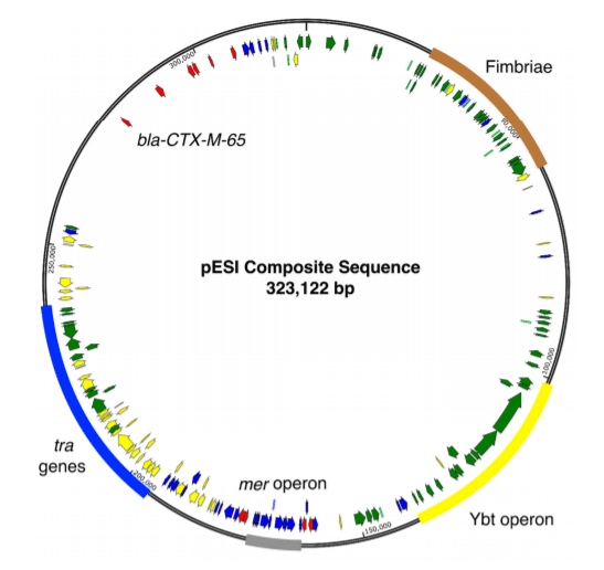 Figure 2. Composite sequence of the pESI plasmid. Genes detected in more than 90% of isolates arranged according to CP016407.1. Each arrow represents a gene present in at least 90% of isolates or an antibiotic resistance gene. Green arrows indicate genes detected in more than 99% of isolates. Yellow arrows represent genes detected in greater that 95% of isolates. Blue arrows represent genes detected in more than 90% of isolates. Antibiotic resistance genes are represented by red arrows, regardless of detection frequency. Regions of important genes are labeled.