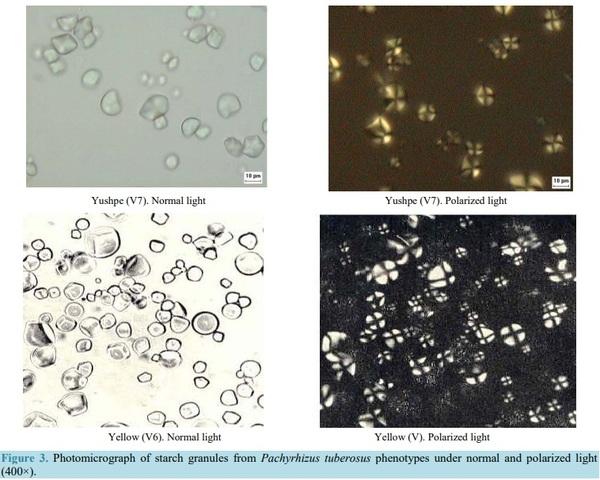 Extraction and Characterization of Starch Fractions of Five Phenotypes Pachyrhizus tuberosus (Lam.) Spreng - Image 7