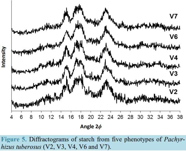 Extraction and Characterization of Starch Fractions of Five Phenotypes Pachyrhizus tuberosus (Lam.) Spreng - Image 12