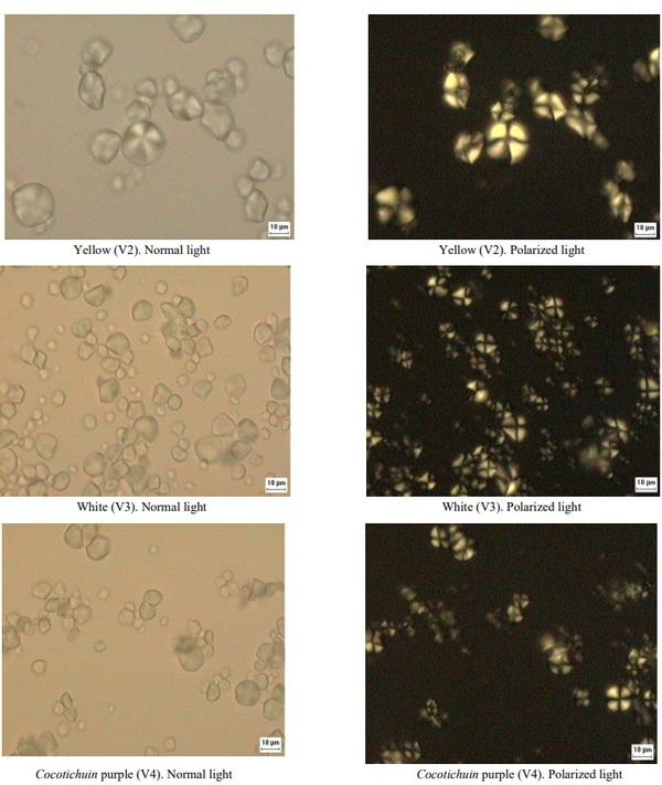 Extraction and Characterization of Starch Fractions of Five Phenotypes Pachyrhizus tuberosus (Lam.) Spreng - Image 6