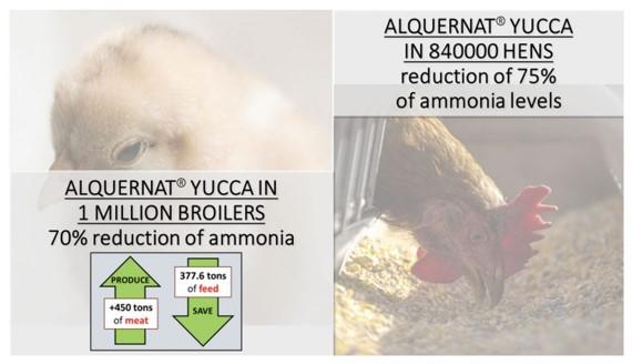 Impact of environmental ammonia in the performance of poultry - Image 3