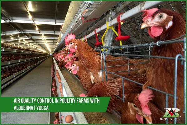 Air quality control in poultry farms with Alquernat Yucca - Image 1