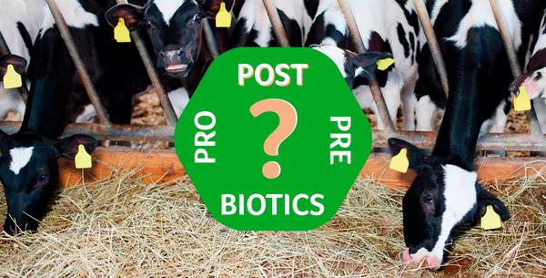 Progut® – the original postbiotic modulator of intestinal homeostasis and immunity for farm animals - Image 1