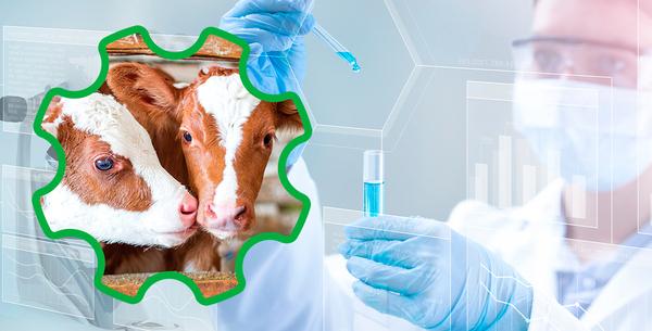 Progut® – the original postbiotic modulator of intestinal homeostasis and immunity for farm animals - Image 2