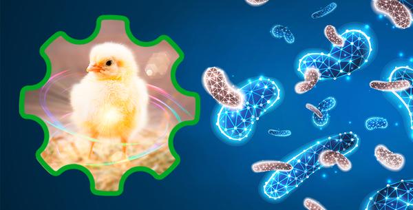 Progut® – the original postbiotic modulator of intestinal homeostasis and immunity for farm animals - Image 3