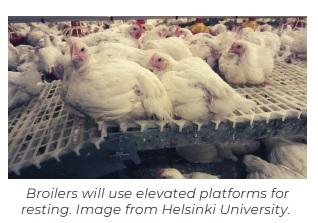 Effective enrichment strategies for broilers - Image 1