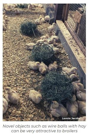 Effective enrichment strategies for broilers - Image 1