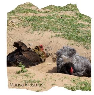 Injurious pecking behavior of poultry - Image 7