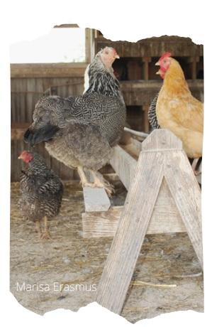 Injurious pecking behavior of poultry - Image 8