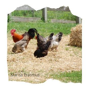 Injurious pecking behavior of poultry - Image 6