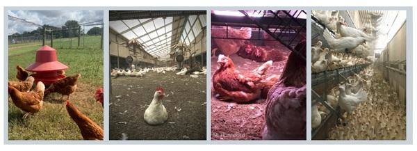 Animal welfare assessment for laying hens - Image 2
