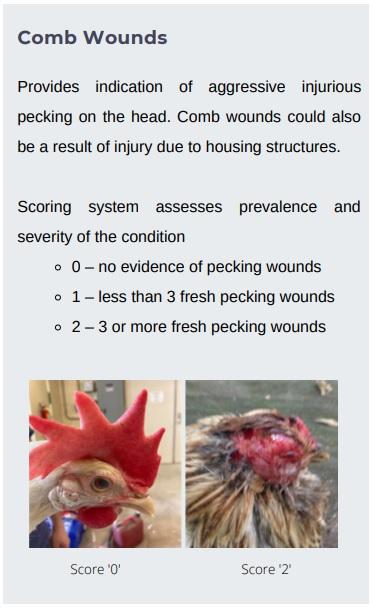Animal welfare assessment for laying hens - Image 10