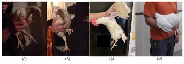 Animal welfare assessment for laying hens - Image 3