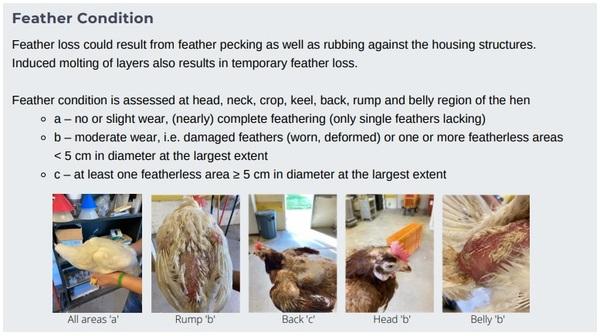 Animal welfare assessment for laying hens - Image 12