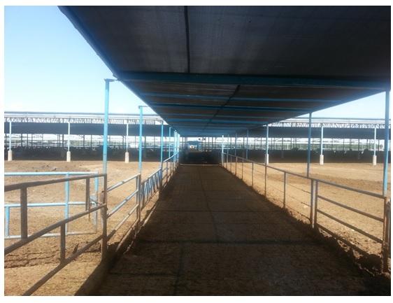 La Cantabra dairy farm in the north of Mexico a look after six years of implementing an intensive cooling system - Image 1