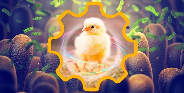 From optimized intestinal functions to excellent performance of poultry - Image 1