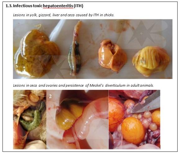 Digestive, bacterial and fungal diseases in poultry farming: impact, diagnosis and prevention - Image 2