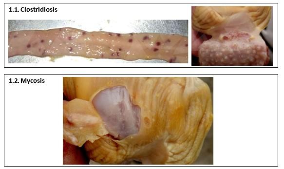 Digestive, bacterial and fungal diseases in poultry farming: impact, diagnosis and prevention - Image 1