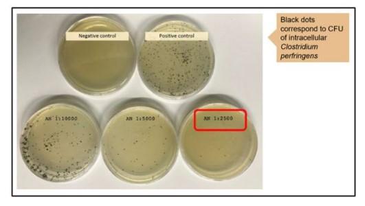 Alquermold Natural for the control of microbial contamination in animal products for human consumption - Image 3