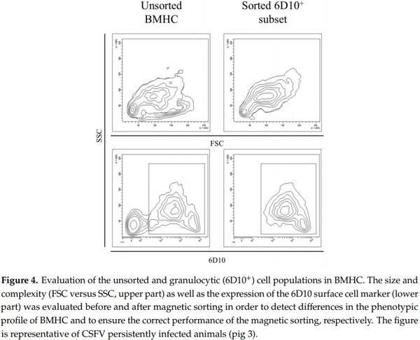 Identification of an Immunosuppressive Cell Population during Classical Swine Fever Virus Infection and Its Role in Viral Persistence in the Host - Image 4