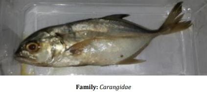 Catalogue of Some Saltwater and Freshwater Fish Species of the Niger Delta Region of Nigeria - Image 16