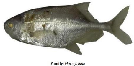 Catalogue of Some Saltwater and Freshwater Fish Species of the Niger Delta Region of Nigeria - Image 39