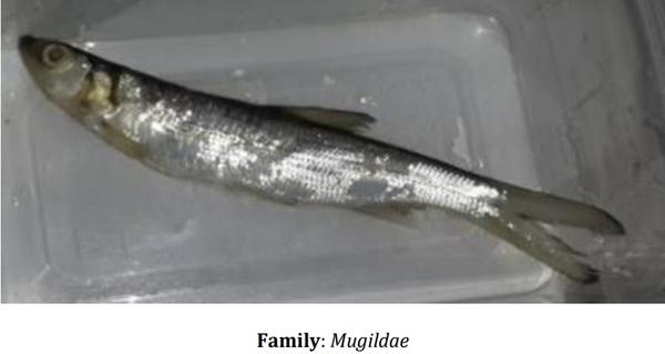 Catalogue of Some Saltwater and Freshwater Fish Species of the Niger Delta Region of Nigeria - Image 3